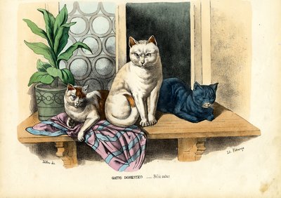 Domestic Cat, 1863-79 by Raimundo Petraroja
